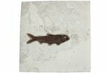Detailed Fossil Fish (Knightia) - Wyoming #233904-1